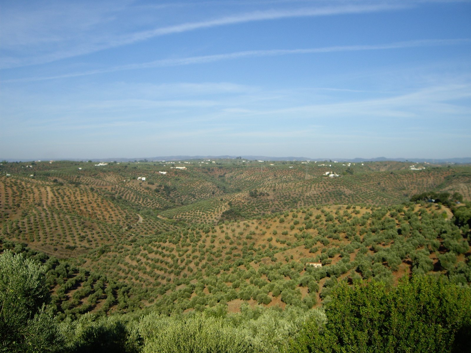Image for the story: ASAJA Córdoba asks to postpone the presentation of the olive yield forecast