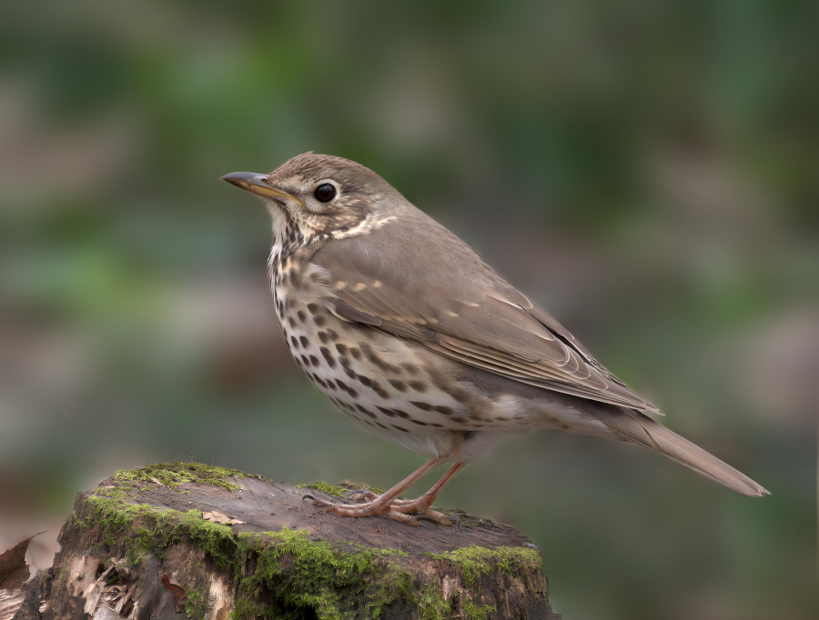 Imagen de la noticia: Un estudio con GPS revela que las aves migratorias dispersan semillas a más de 500 km