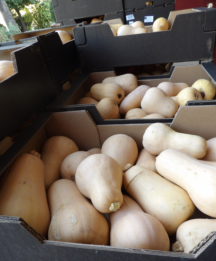 Imagen de la noticia: El Banco de Alimentos de Córdoba reparte 8.000 kilos de calabazas