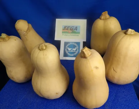 Imagen de la noticia: El Banco de Alimentos de Córdoba reparte 8.000 kilos de calabazas