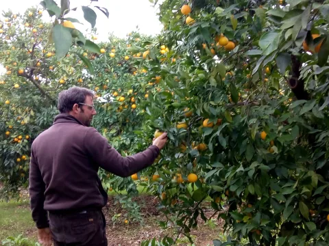 Imagen de la noticia: Biovalle llevará sus cítricos ecológicos de Palma del Río a BioCultura Madrid