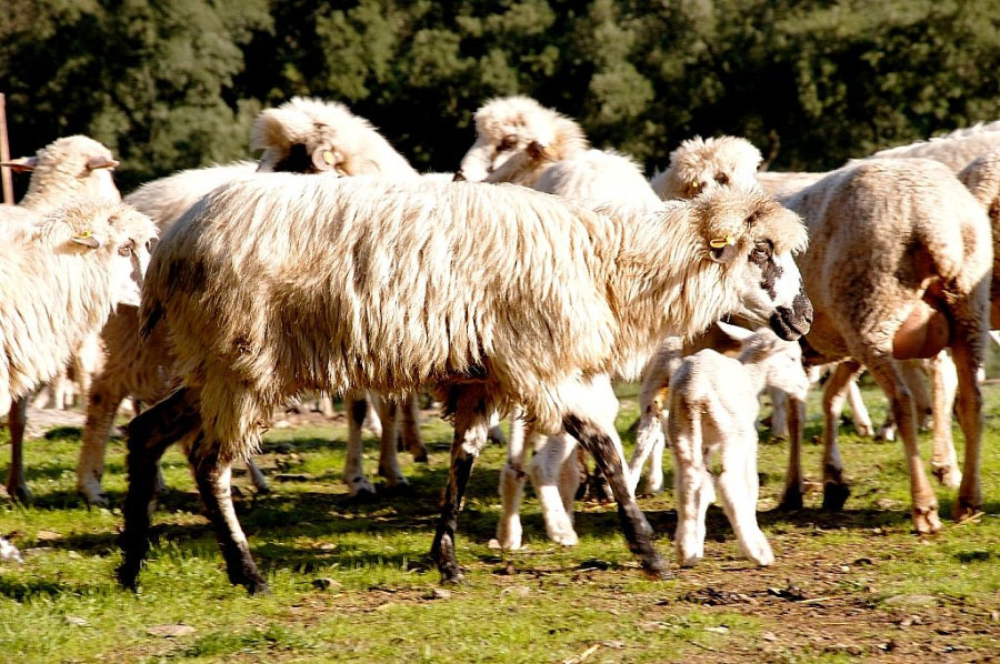 Imagen de la noticia: Un estudio de la UCO alerta de la pérdida de diversidad en 16 razas ovinas ibéricas