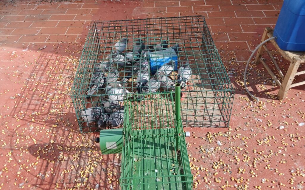 Imagen de la noticia: Villa del Río refuerza el control de palomas con dos nuevas jaulas trampa