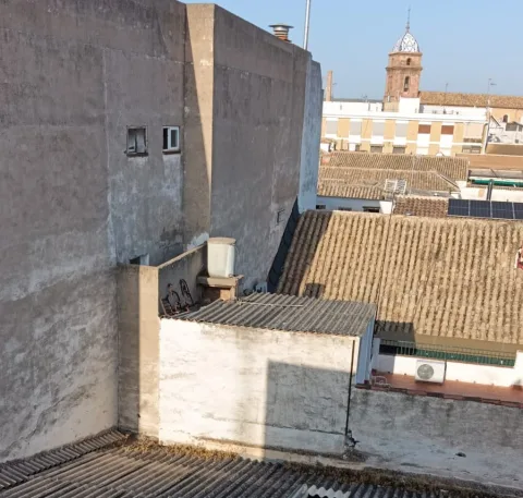 Imagen de la noticia: Villa del Río elimina un nido de avispón oriental en el municipio