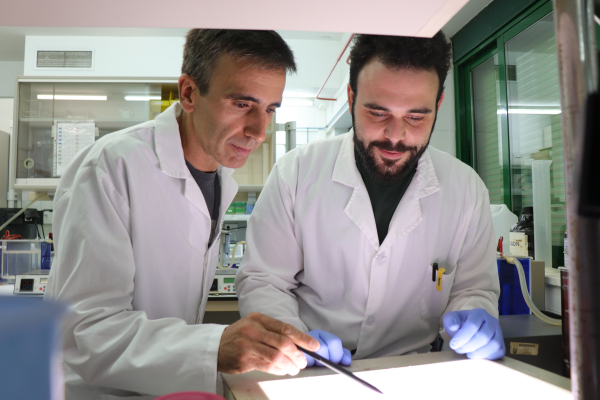 Image for the story: A UCO study reduces the real variants of the gluten gene GLU-B1 to less than half