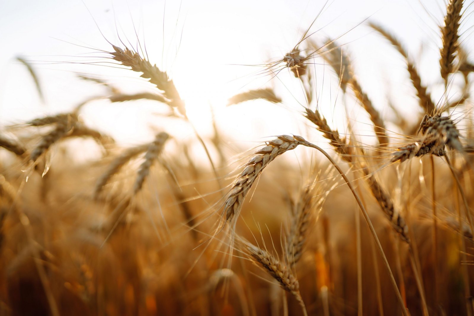 Image for the story: A University of Córdoba study analyses 2,479 food alerts for mycotoxins in Europe