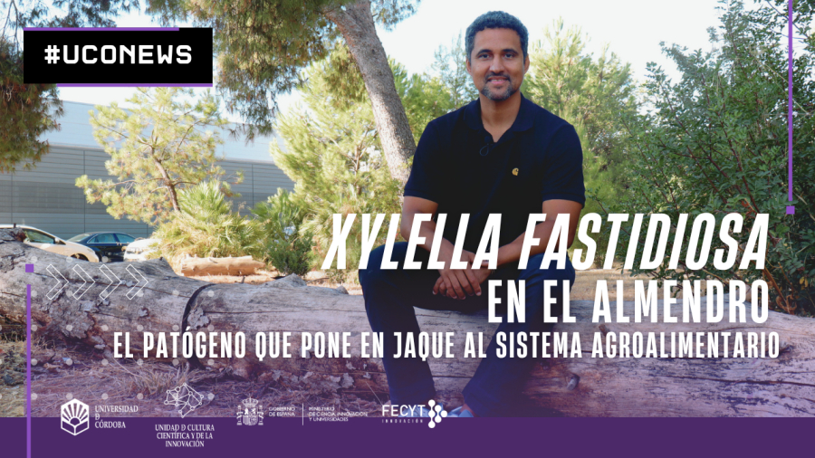 Imagen de la noticia: El entorno del almendro condiciona el impacto de la Xylella, según la UCO