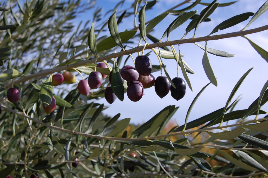 Imagen de la noticia: Córdoba acoge el viernes 23 una jornada sobre variedades, plantaciones y mercado del olivar
