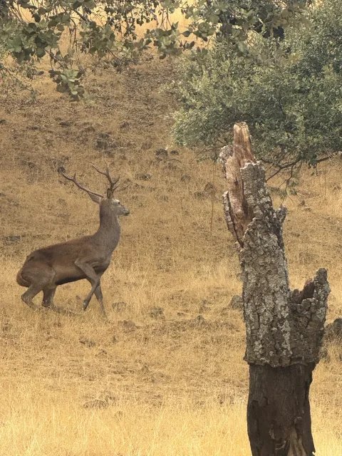 Imagen de la noticia: La berrea termina en Hornachuelos tras atraer a cientos de visitantes