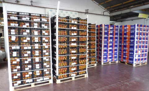 Estanterías metálicas con cajas de fruta y pilas de bricks apilados sobre palés en el interior de una nave industrial.